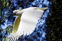 <img200*0:stuff/z/65185/[The%2520Mad%2520Hatter]%2527s%2520Photography/cuckatoo2.jpg>